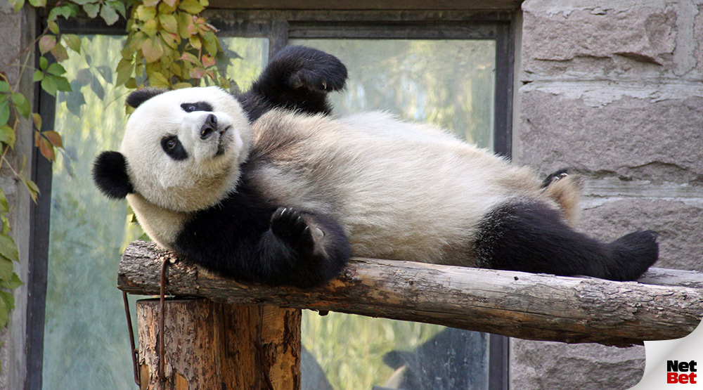 動物園の人気者 パンダの可愛さを分析 Netbet